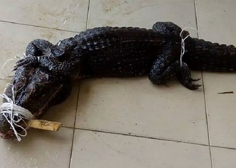 Un homme envoie un alligator vivant à l'église comme action de grâce à Dieu

