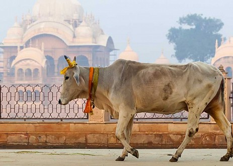 Persécution - En Inde, on chasse les chrétiens en leur jetant de l’eau mélangée à de la bouse de vache